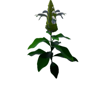 Flower Pachystachys Lutea5 3